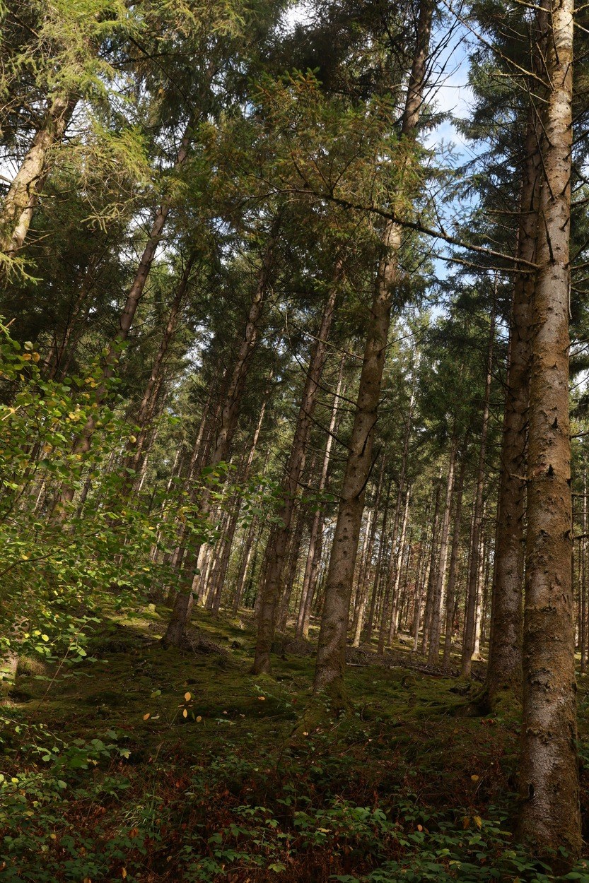 Zonlicht tussen hoge bomen